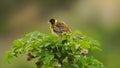 Black-headed bunting Emberiza melanocephala - Azerbaijan