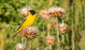 Black-headed bunting or Emberiza melanocephala small yellow signing passerine bird, hello spring