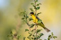 Black-headed bunting Emberiza melanocephala in the wild Royalty Free Stock Photo