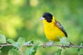 Black-headed bunting Emberiza melanocephala in the wild Royalty Free Stock Photo