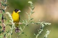 Black-headed bunting Emberiza melanocephala in the wild Royalty Free Stock Photo