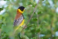 Black-headed bunting Emberiza melanocephala in the wild Royalty Free Stock Photo