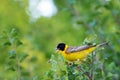 Black-headed bunting Emberiza melanocephala in the wild Royalty Free Stock Photo