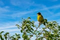Black headed bunting singing, perched in a bush, against blue sky Royalty Free Stock Photo
