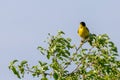 Black headed bunting singing, perched in a bush, against blue sky Royalty Free Stock Photo
