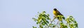 Black headed bunting singing, perched in a bush, against blue sky Royalty Free Stock Photo