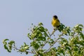 Black headed bunting singing, perched in a bush, against blue sky Royalty Free Stock Photo