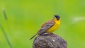 Black-headed Bunting (Emberiza melanocephala) Royalty Free Stock Photo