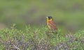 Black-headed Bunting (Emberiza melanocephala) Royalty Free Stock Photo