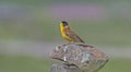 Black-headed Bunting (Emberiza melanocephala) Royalty Free Stock Photo