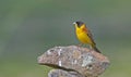 Black-headed Bunting (Emberiza melanocephala) Royalty Free Stock Photo