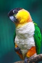 Black-headed Caique