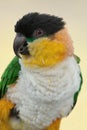 Black headed caique parrot Royalty Free Stock Photo