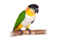 The black-headed caique, Pionites melanocephalus, on white Royalty Free Stock Photo