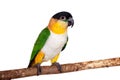 The black-headed caique, Pionites melanocephalus, on white Royalty Free Stock Photo