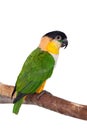 The black-headed caique, Pionites melanocephalus, on white Royalty Free Stock Photo