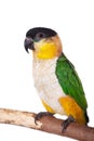 The black-headed caique, Pionites melanocephalus, on white Royalty Free Stock Photo