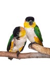 The black-headed caique, Pionites melanocephalus, on white