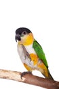 The black-headed caique, Pionites melanocephalus, on white Royalty Free Stock Photo