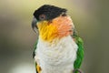 Black Headed Caique Royalty Free Stock Photo