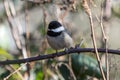 A black headed chickadee perching on a branch