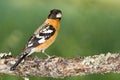 Black Headed Grosbeak Royalty Free Stock Photo