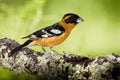 Black Headed Grosbeak Royalty Free Stock Photo