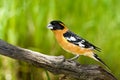 Black Headed Grosbeak Royalty Free Stock Photo