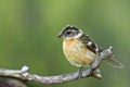 Black Headed Grosbeak Royalty Free Stock Photo