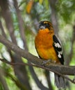 Black-headed Grosbeak Royalty Free Stock Photo