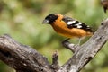 Black Headed Grosbeak