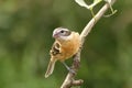 Black-headed grosbeak Royalty Free Stock Photo