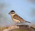 Black-headed Grosbeak Royalty Free Stock Photo