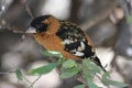 Black Headed Grosbeak in the Arizona Sonora Desert Museum Royalty Free Stock Photo