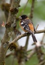 Black-headed Grosbeak male Royalty Free Stock Photo