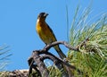 A Black Headed Grosbeak Perched on a Branch Royalty Free Stock Photo