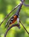 Black-headed Grosbeak (Pheucticus melanocephalus) Royalty Free Stock Photo
