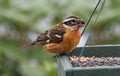 Black-headed Grosbeak (Pheucticus melanocephalus) Royalty Free Stock Photo