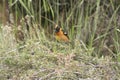 Black-headed Grosbeak (Pheucticus melanocephalus) Royalty Free Stock Photo