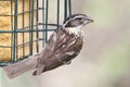 Black-headed Grosbeak (Pheucticus melanocephalus) Royalty Free Stock Photo