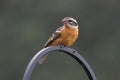 Black-headed Grosbeak (Pheucticus melanocephalus) Royalty Free Stock Photo