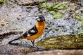 Black-headed Grosbeak Pheucticus melanocephalus sitting on the water`s edge, Yosemite National Park, Sierra Nevada mountains, Royalty Free Stock Photo