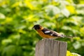 Black headed grosbeak Royalty Free Stock Photo