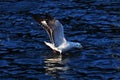 Black-headed gull Royalty Free Stock Photo