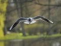 Black-headed gull Royalty Free Stock Photo