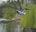 Black-headed gull Royalty Free Stock Photo