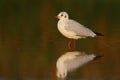 Black headed gull Royalty Free Stock Photo