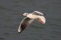 Black headed gull Royalty Free Stock Photo