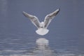 Black-headed gull