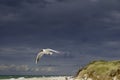 Black Headed Gull